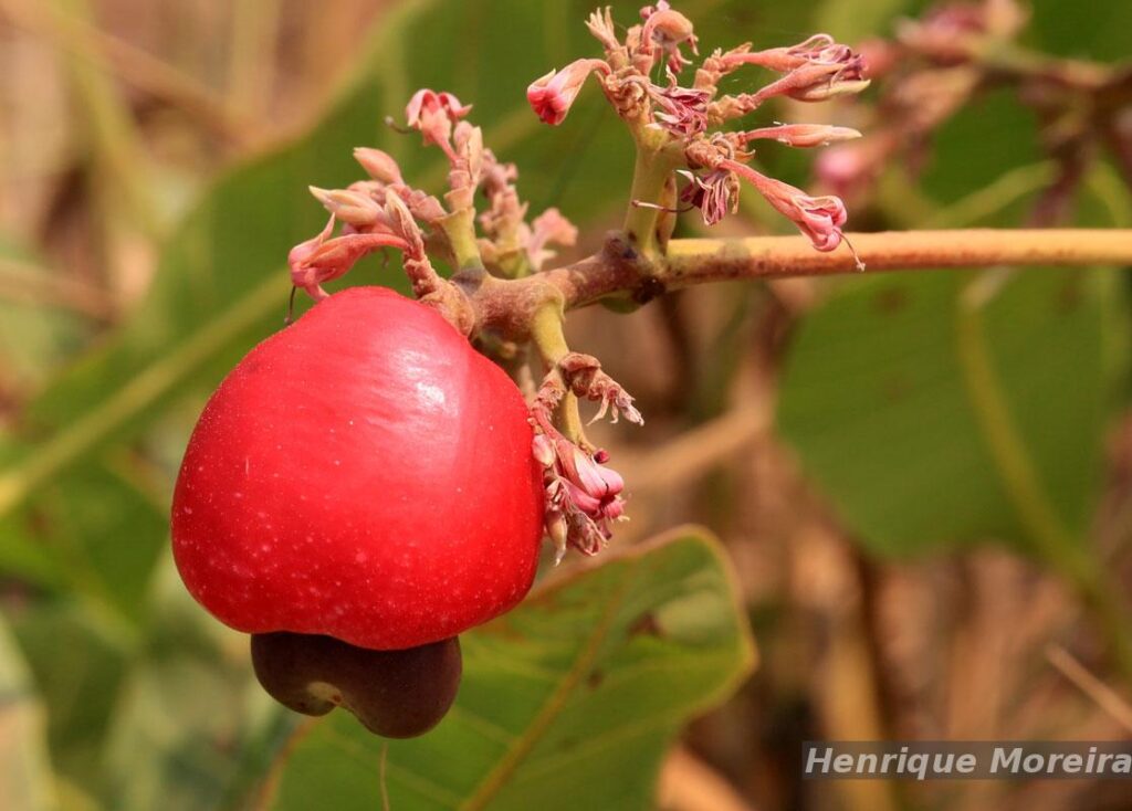 cajuzinho-do-cerrado_03