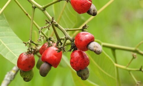 Cajuzinho-do-cerrado (Anacardium humile)