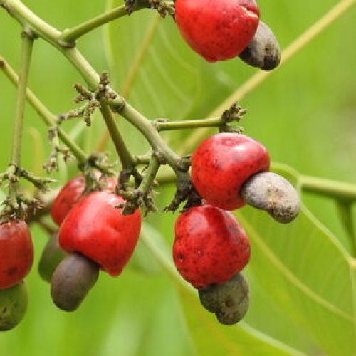 Cajuzinho-do-cerrado (Anacardium humile)